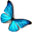 MorphOS